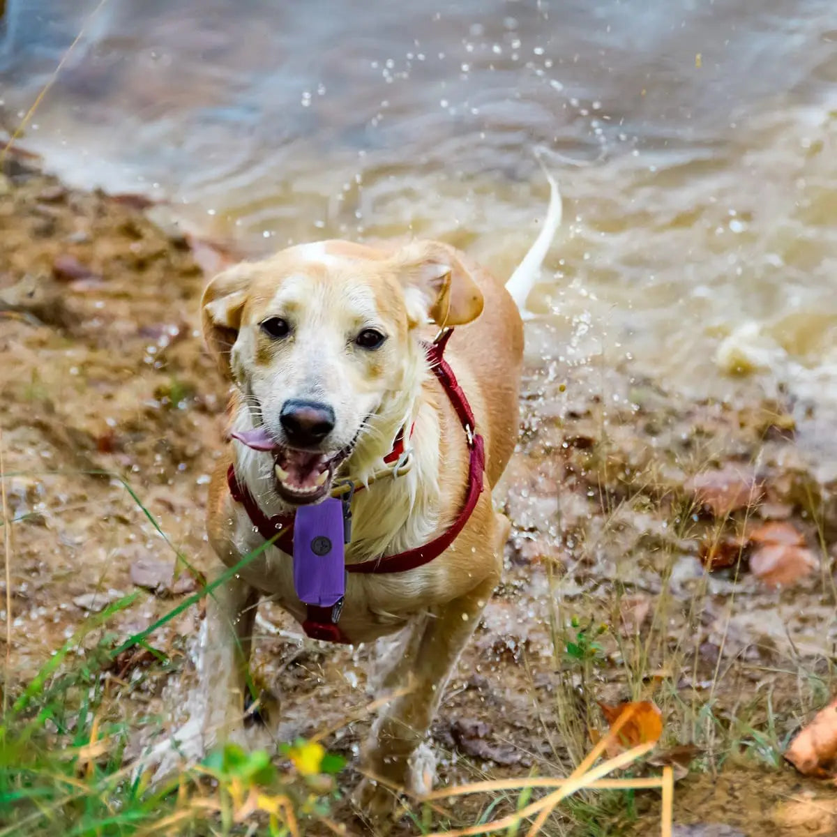 Pet Poop Bag Dispenser