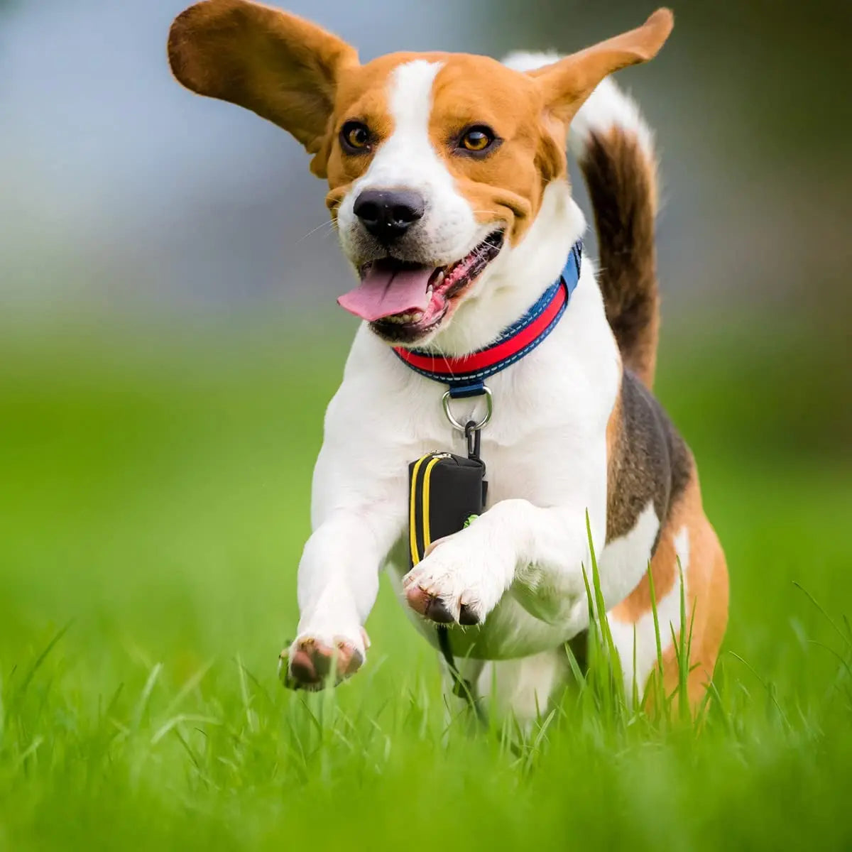 Pet Poop Bag Dispenser